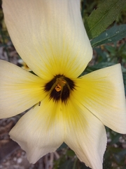 Turnera subulata