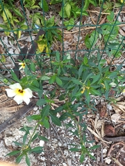 Turnera subulata
