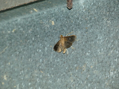 Microthyris prolongalis