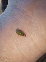 Hemiptera