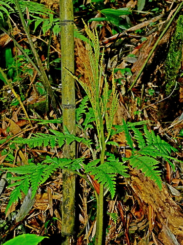 Image of Sceptridium formosanum by (c) Jacy Chen, some rights reserved (CC BY)