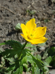 Trollius ranunculinus