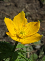 Trollius ranunculinus