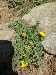Trollius ranunculinus