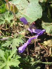 Geranium gymnocaulon