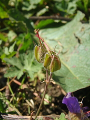 Geranium gymnocaulon