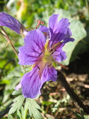 Geranium gymnocaulon