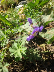 Geranium gymnocaulon
