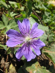 Geranium gymnocaulon