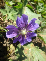 Geranium gymnocaulon