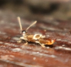 Labiinae