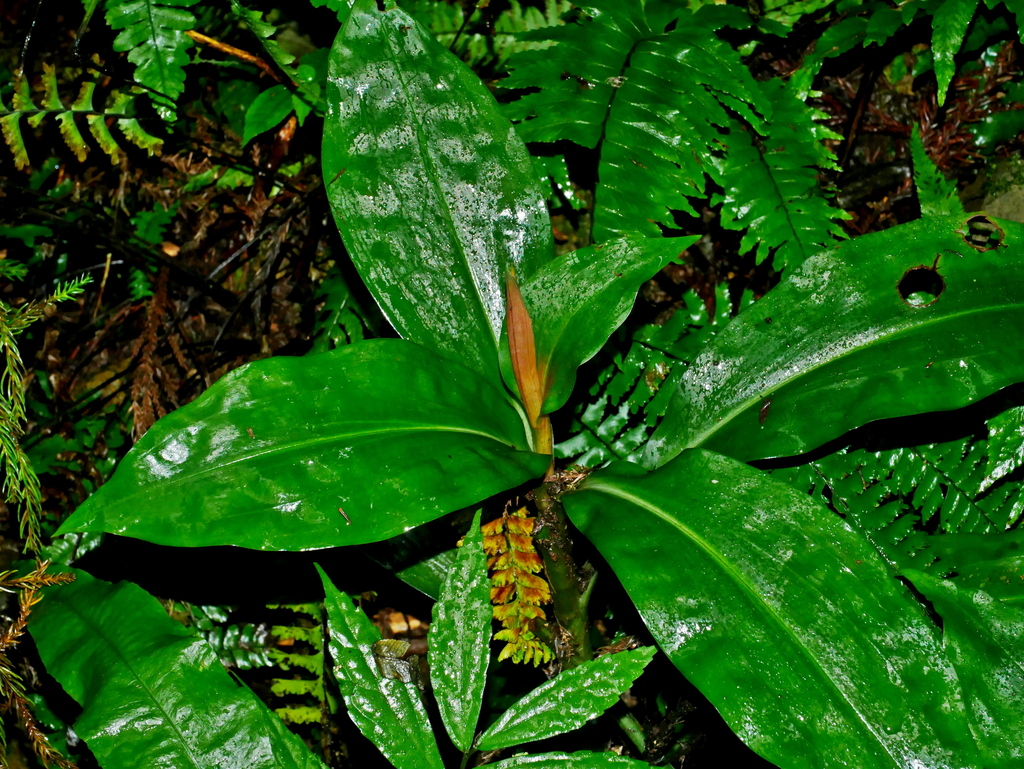 Goodyera fumata