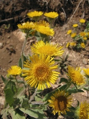 Pentanema helenioides