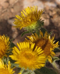 Pentanema helenioides