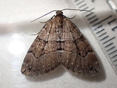 Thera cognata