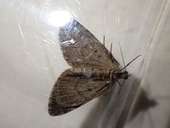 Thera cognata