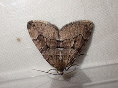 Thera cognata