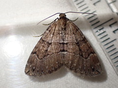 Thera cognata