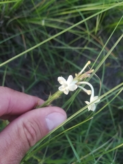 Chascanum hederaceum