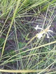 Chascanum hederaceum
