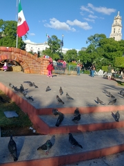 Columba livia domestica