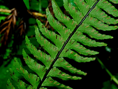 Hymenasplenium unilaterale