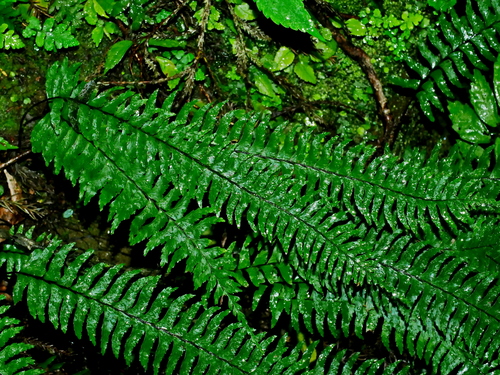 Image of Hymenasplenium unilaterale by (c) Jacy Chen, some rights reserved (CC BY)