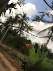 Podontia quatuordecimpunctata