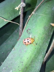 Podontia quatuordecimpunctata