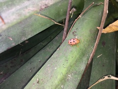 Podontia quatuordecimpunctata