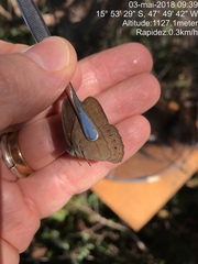 Nhambikuara cerradensis