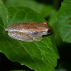 Dendropsophus sanborni