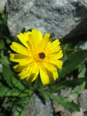 Leontodon caucasicus