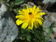 Leontodon caucasicus