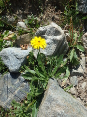 Leontodon caucasicus