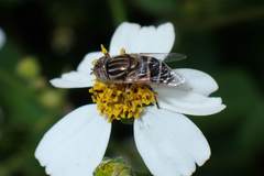 Eristalinus megacephalus