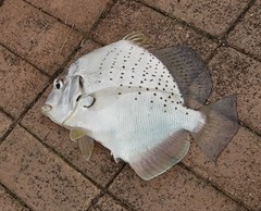 Drepane punctata