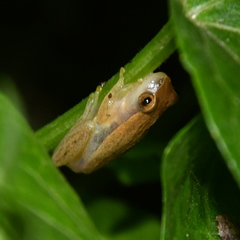 Dendropsophus sanborni