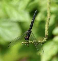 Trithemis dichroa