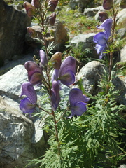 Aconitum nasutum