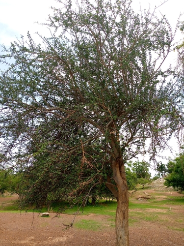 simple-thorned greenthorn