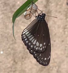 Euploea core