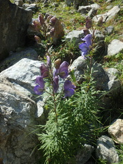 Aconitum nasutum