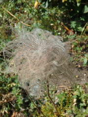 Pulsatilla aurea