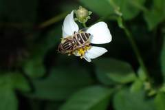 Eristalinus megacephalus
