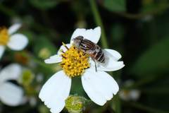 Eristalinus megacephalus