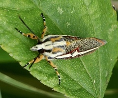 Aegocera rectilinea
