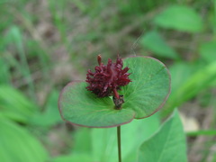Euphorbia squamosa