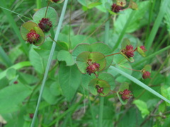 Euphorbia squamosa