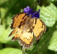 Precis octavia octavia